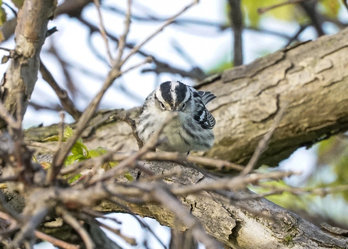 Black-and-white Warbler - ML618577976