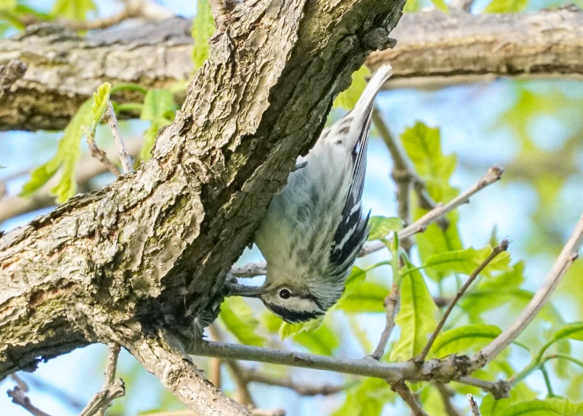 Black-and-white Warbler - ML618577977