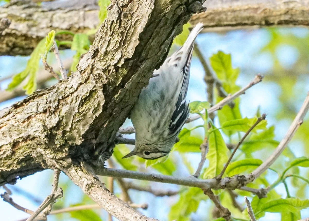 Black-and-white Warbler - ML618577978