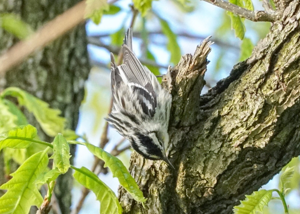Black-and-white Warbler - ML618577979