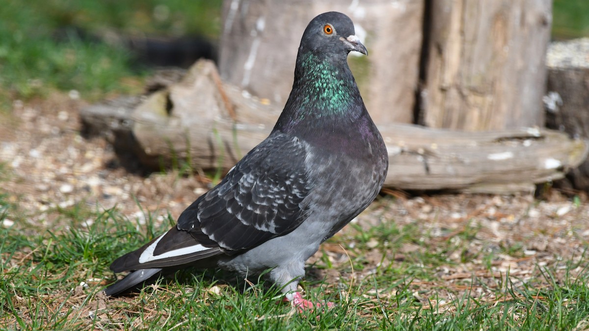 Rock Pigeon (Feral Pigeon) - ML618577980