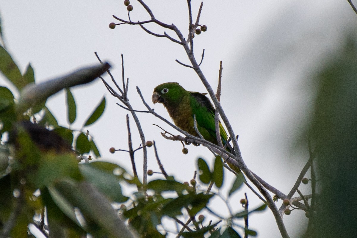 Olive-throated Parakeet - Bill Tollefson