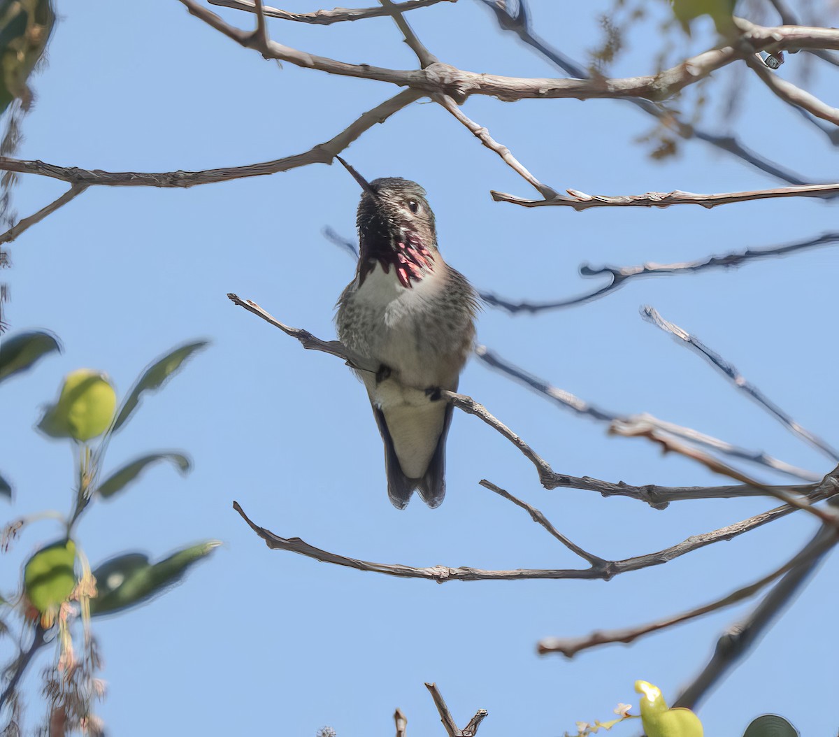 Calliope Hummingbird - Rishab Ghosh