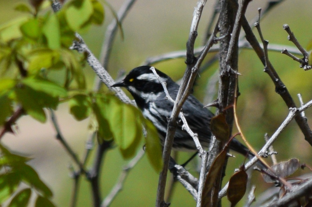 Black-throated Gray Warbler - ML618578037
