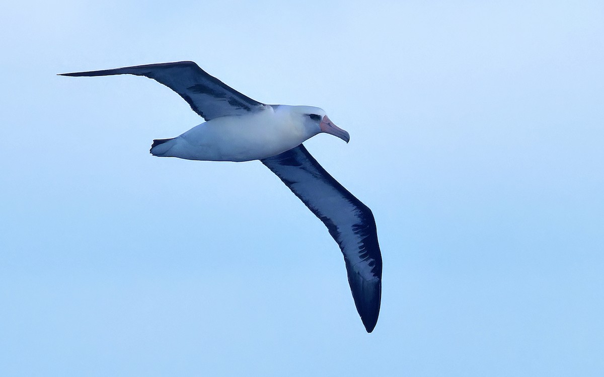 Albatros de Laysan - ML618578050