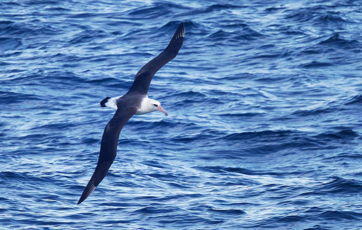 Laysan Albatross - ML618578051