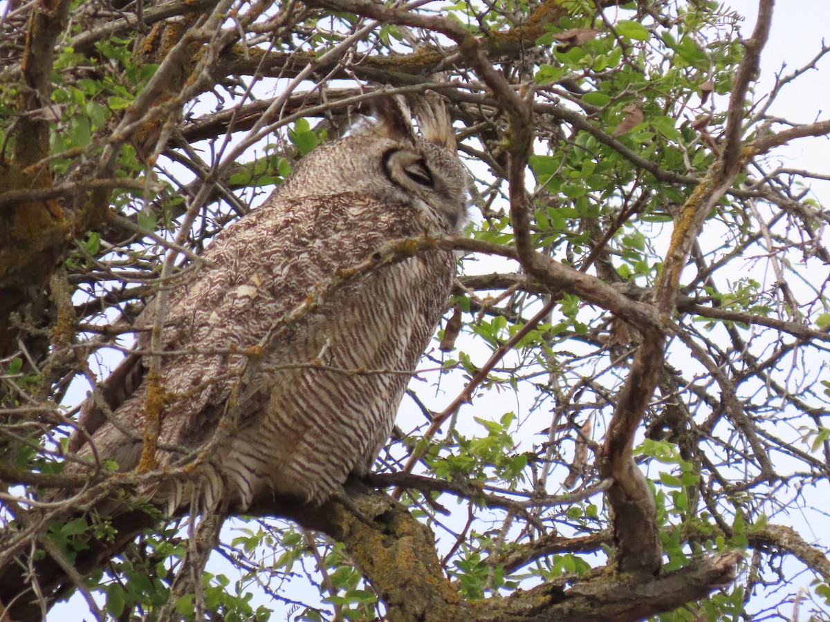 Great Horned Owl - Andrew Rivinus