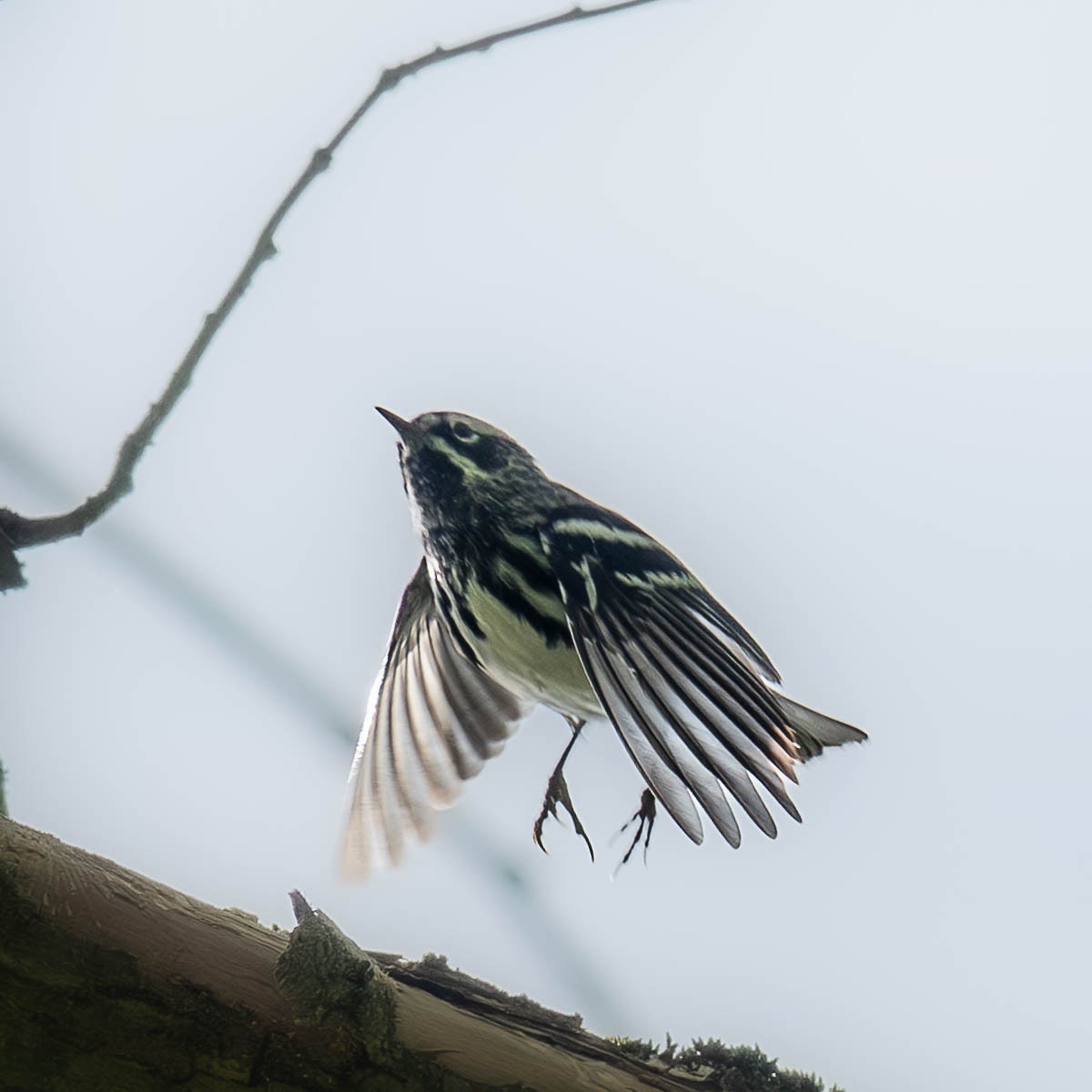 Black-and-white Warbler - ML618578094