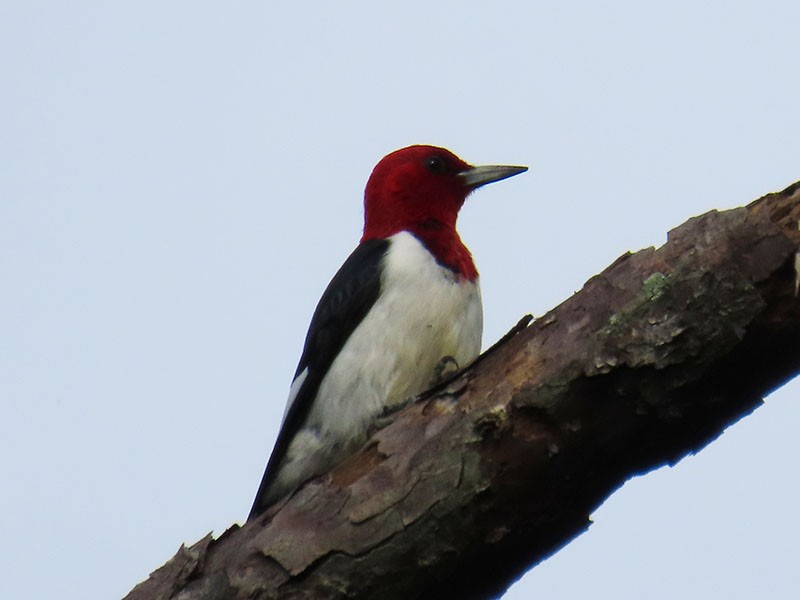 Red-headed Woodpecker - ML618578108