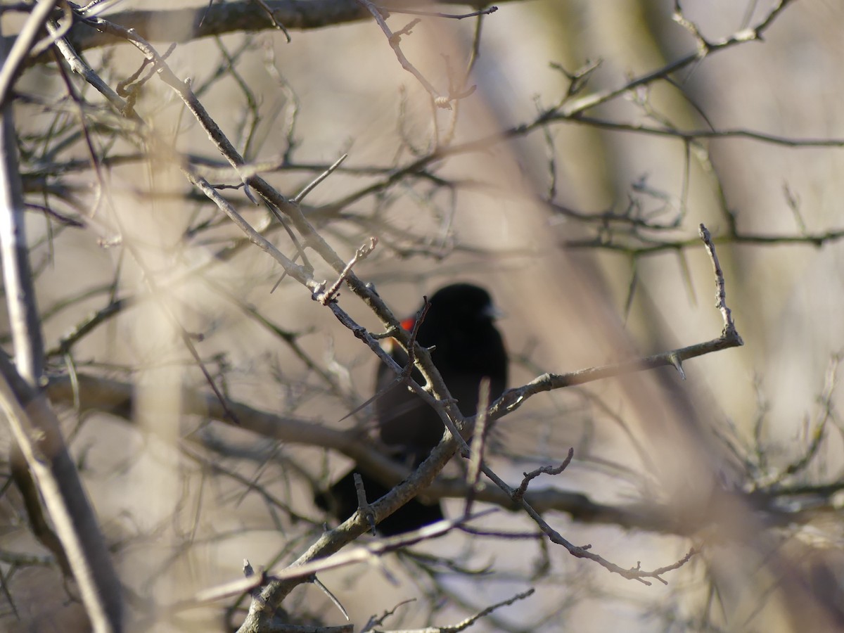 Red-winged Blackbird - Joe Kawalec