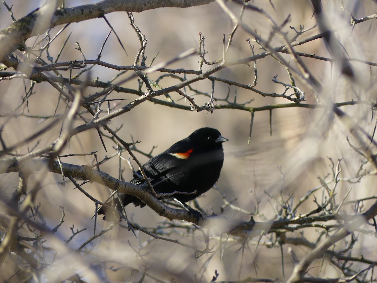 Red-winged Blackbird - ML618578126