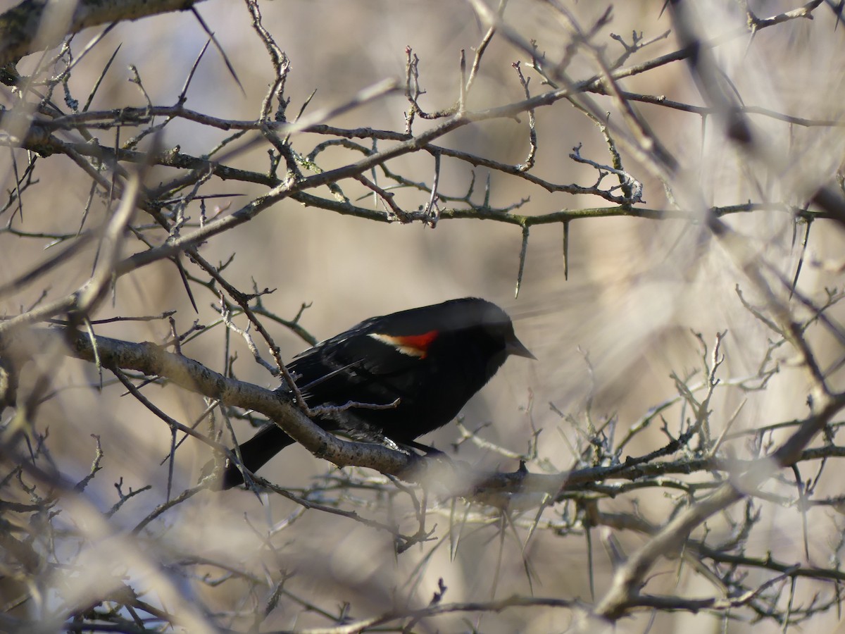 Red-winged Blackbird - ML618578127