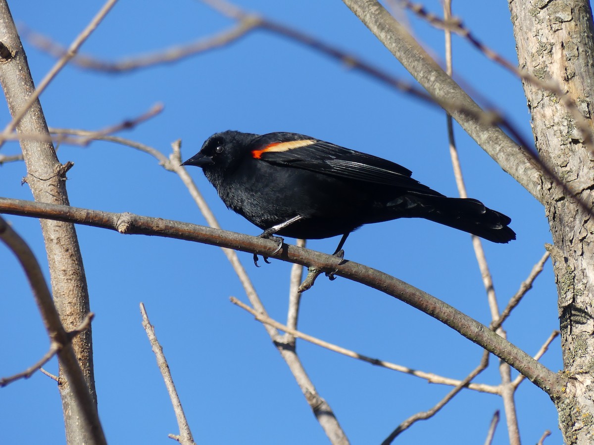Red-winged Blackbird - ML618578128