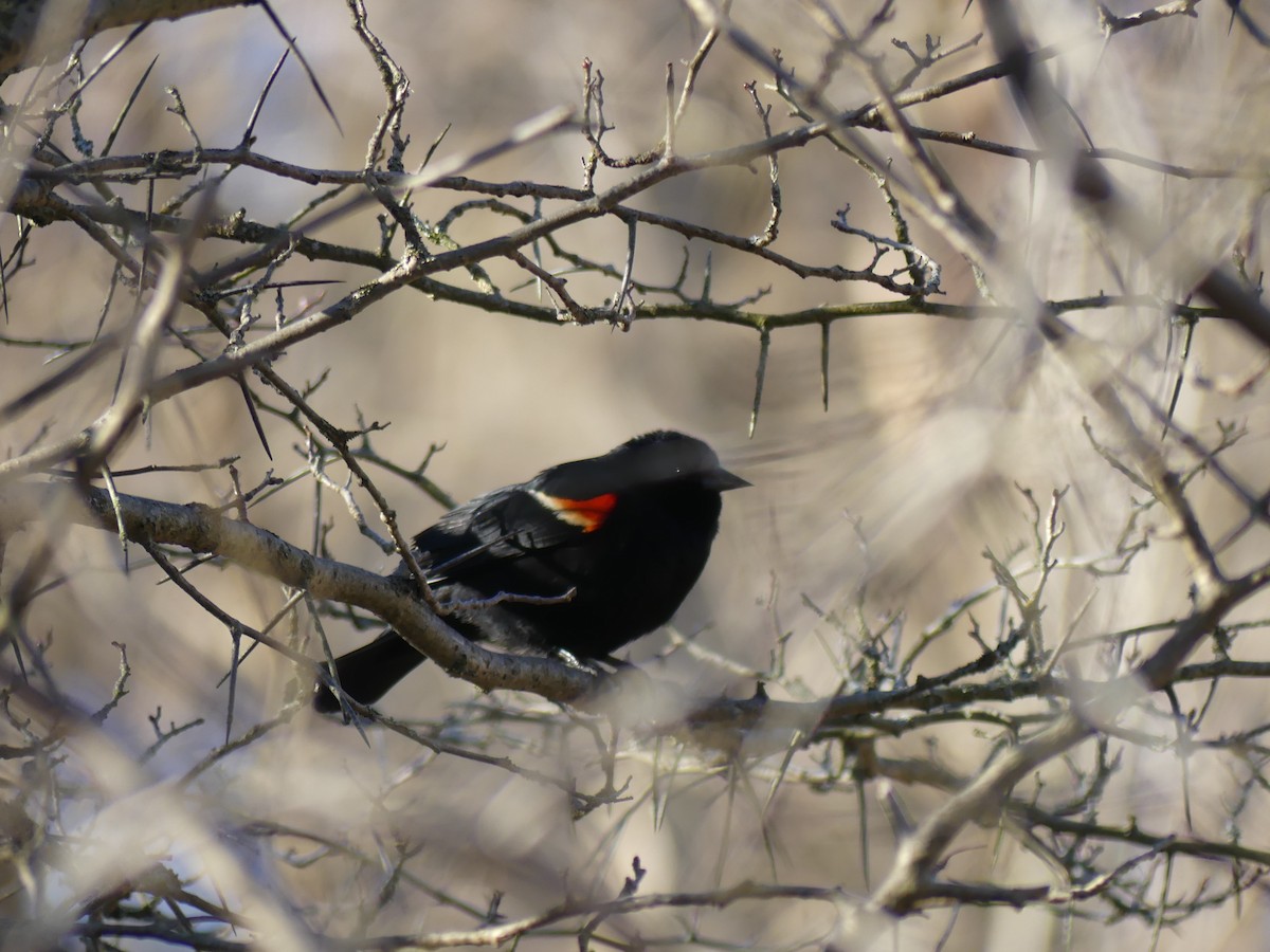 Red-winged Blackbird - ML618578129