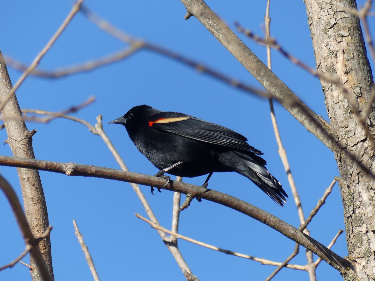 Red-winged Blackbird - ML618578130
