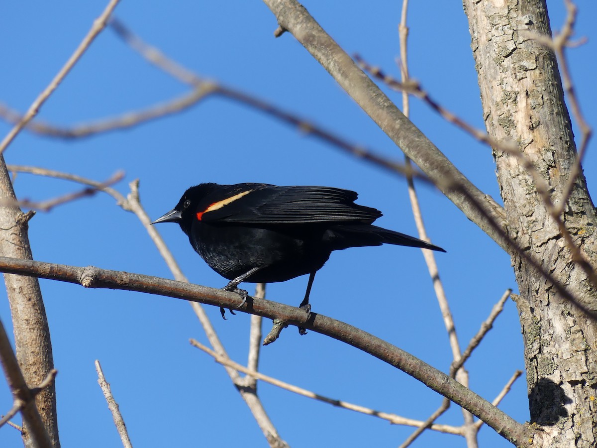 Red-winged Blackbird - ML618578131