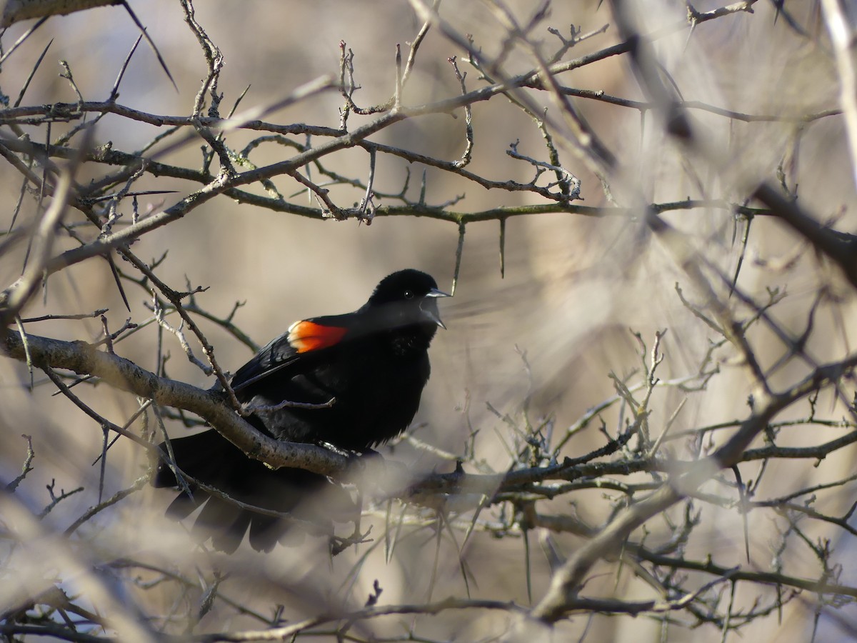 Red-winged Blackbird - ML618578132