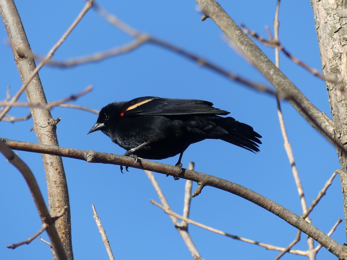 Red-winged Blackbird - ML618578133
