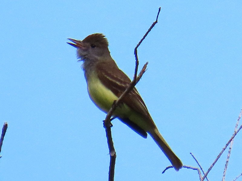 Great Crested Flycatcher - ML618578143