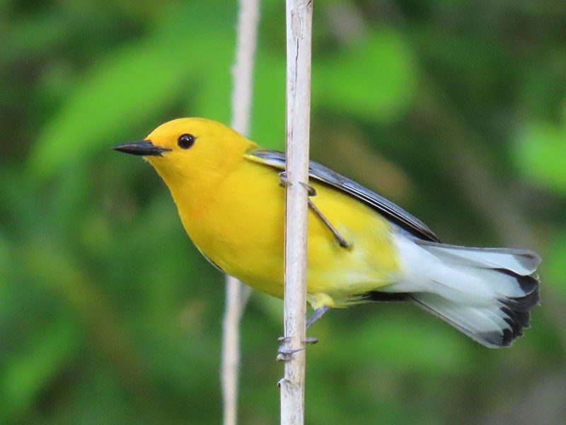 Prothonotary Warbler - ML618578201