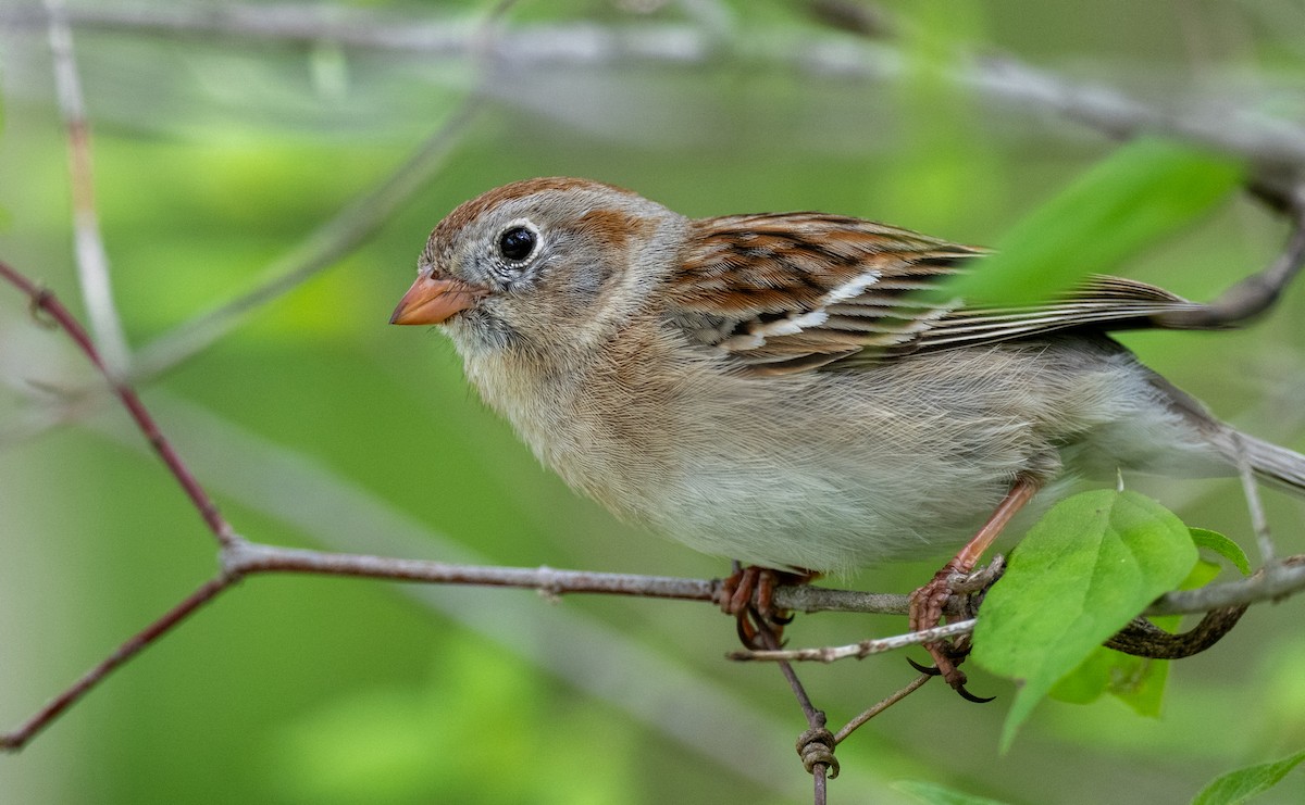 Field Sparrow - ML618578221