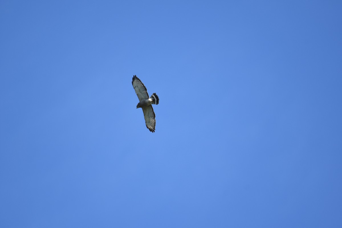 Broad-winged Hawk - ML618578250