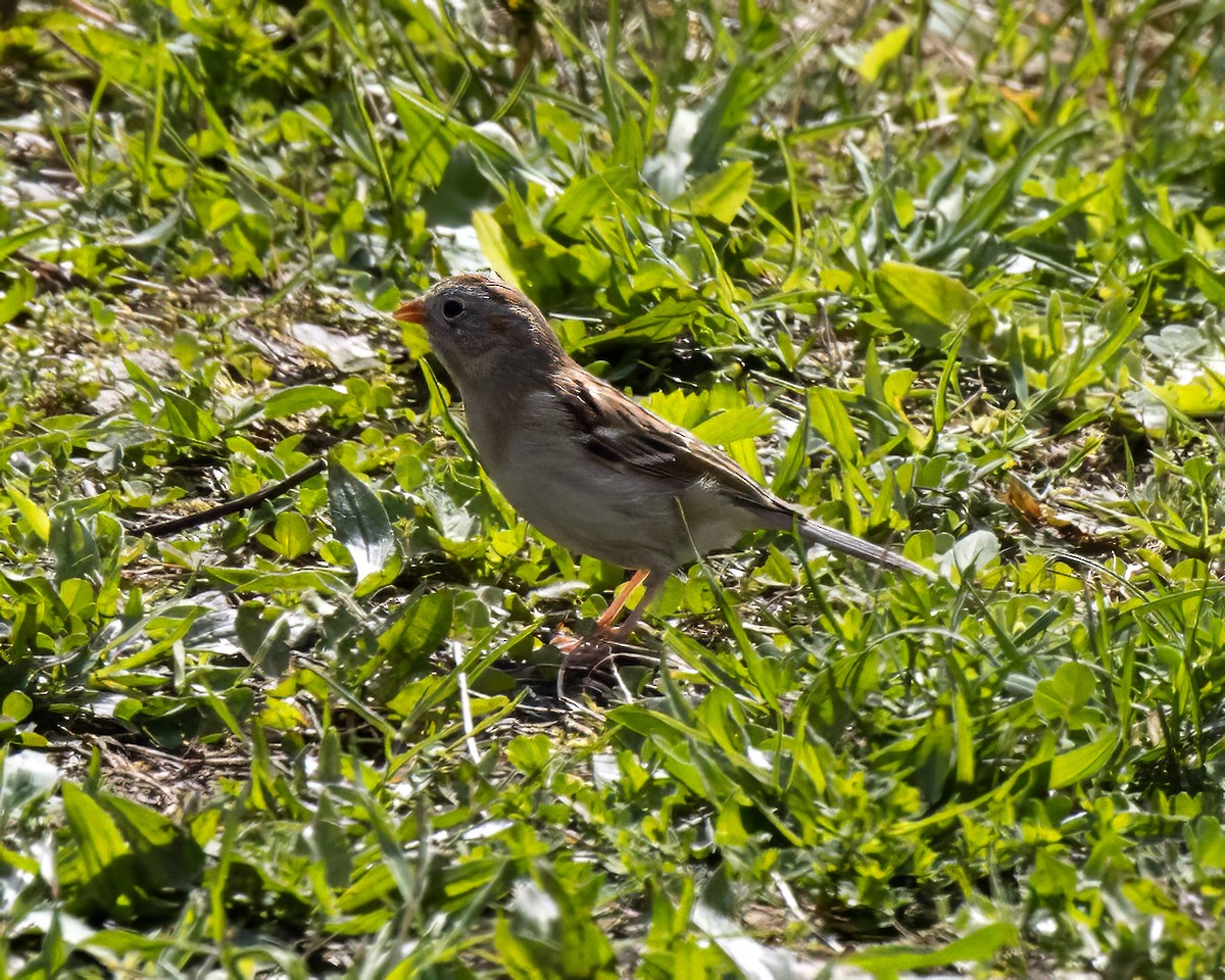Field Sparrow - ML618578276