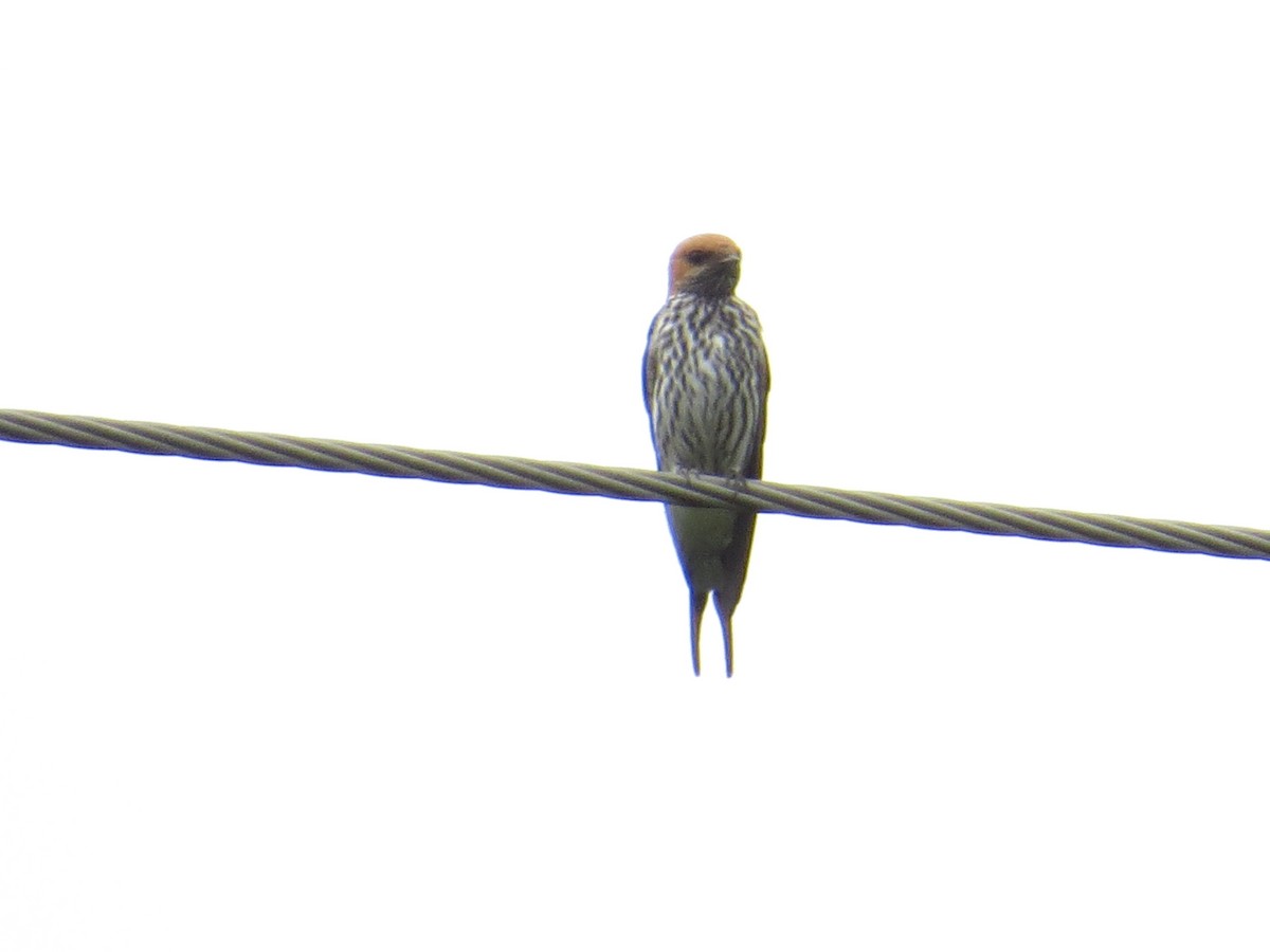 Lesser Striped Swallow - ML618578277