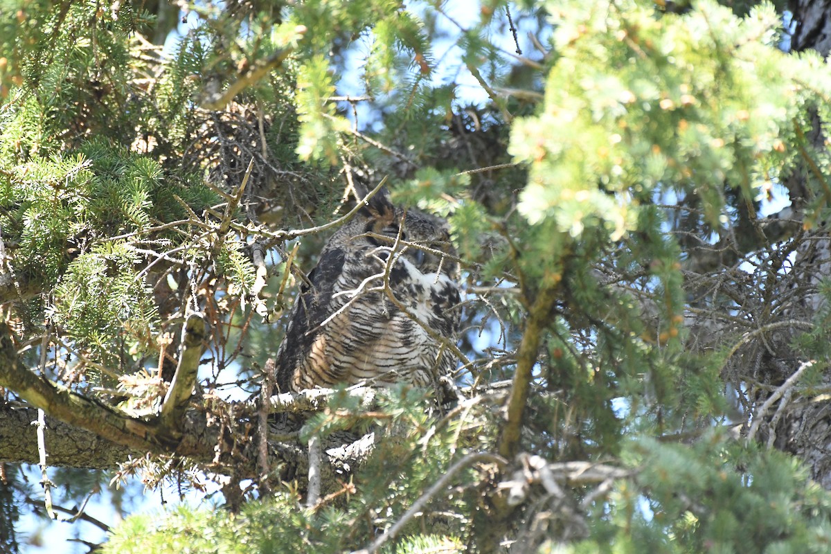 Great Horned Owl - ML618578300