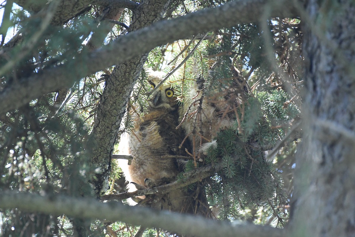 Great Horned Owl - ML618578302