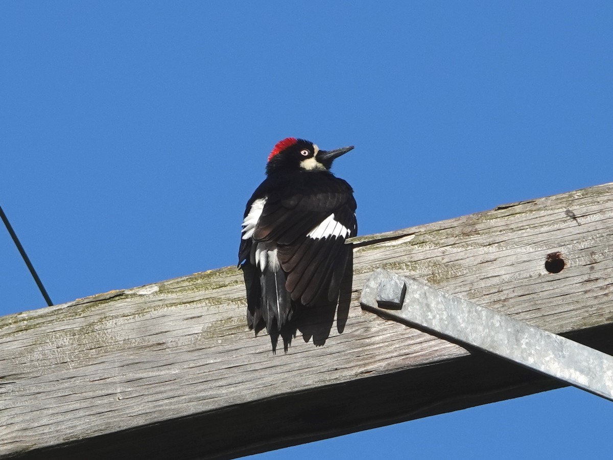 Acorn Woodpecker - ML618578308