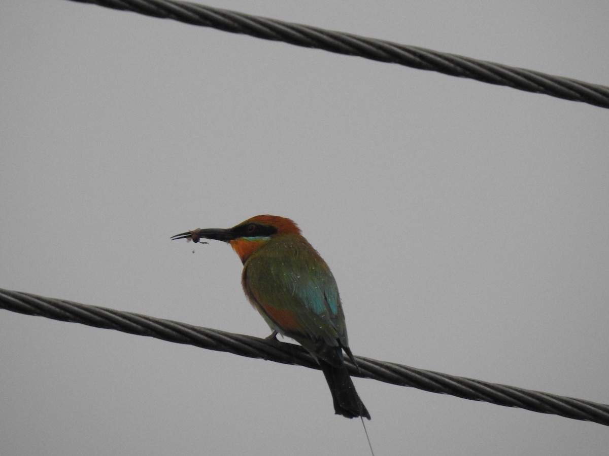 Rainbow Bee-eater - ML618578371