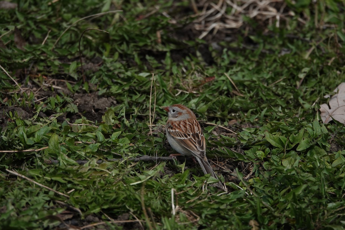 Field Sparrow - ML618578374