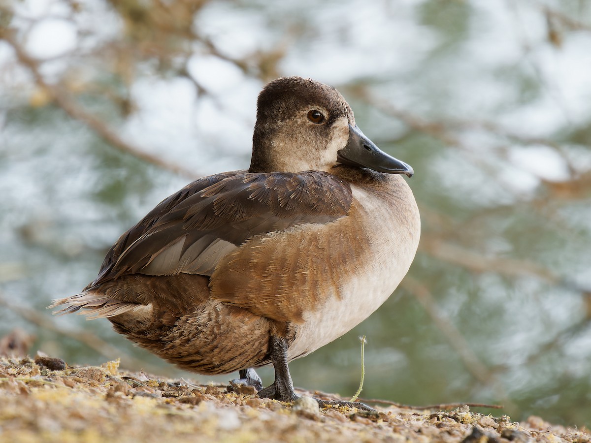 Ring-necked Duck - ML618578380