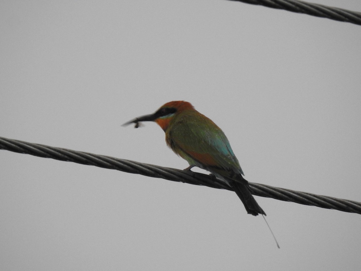 Rainbow Bee-eater - ML618578386