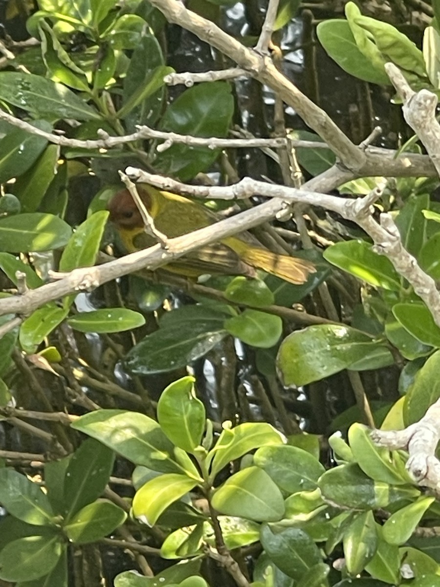 Yellow Warbler (Mangrove) - ML618578408