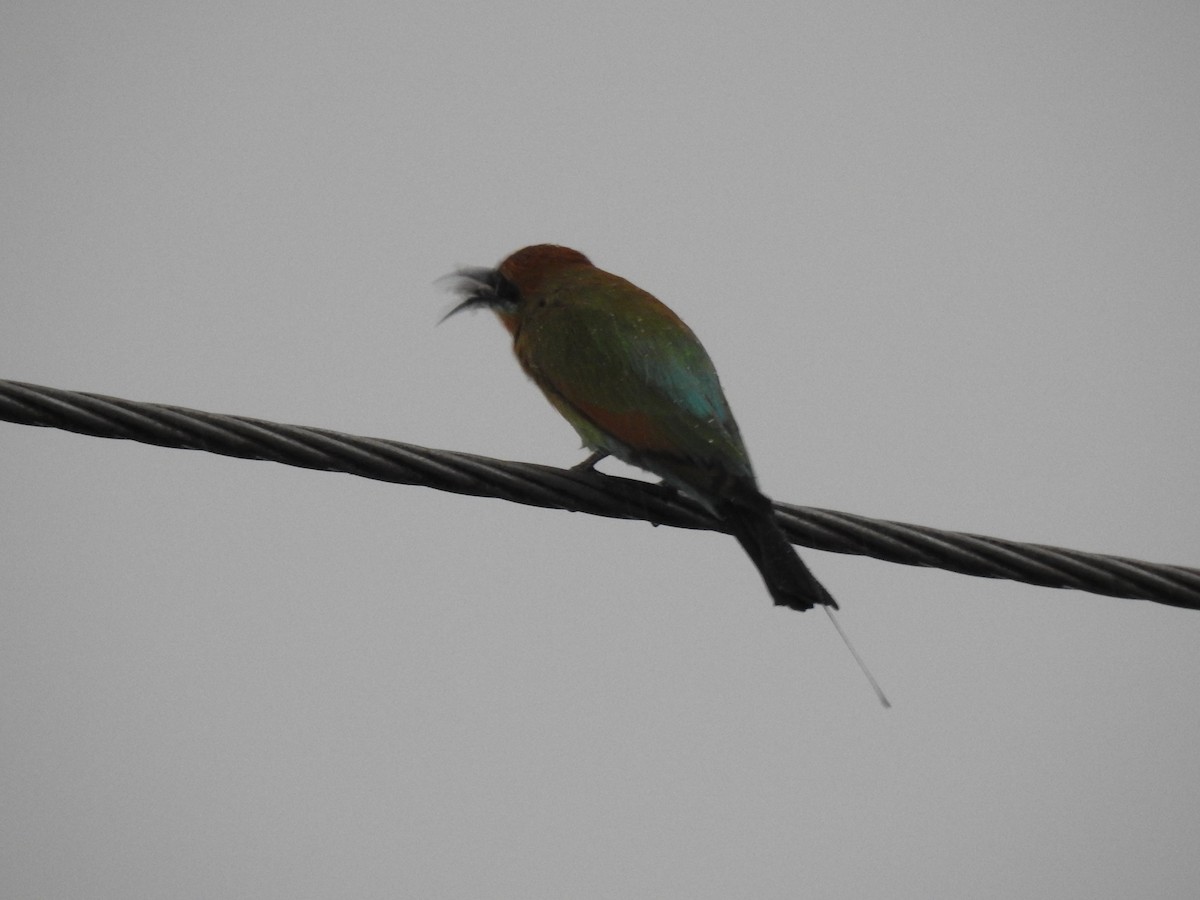Rainbow Bee-eater - ML618578409