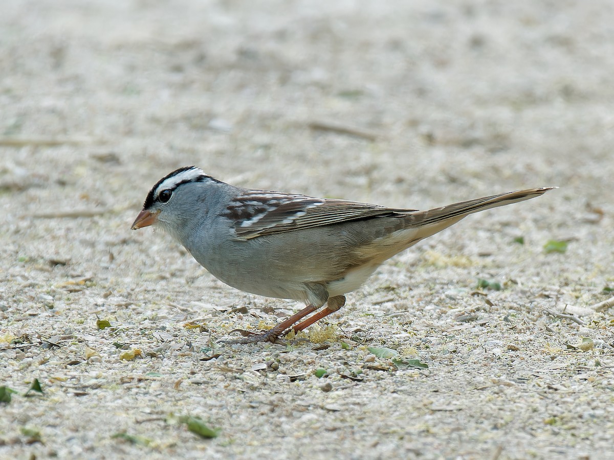 White-crowned Sparrow (Dark-lored) - ML618578467