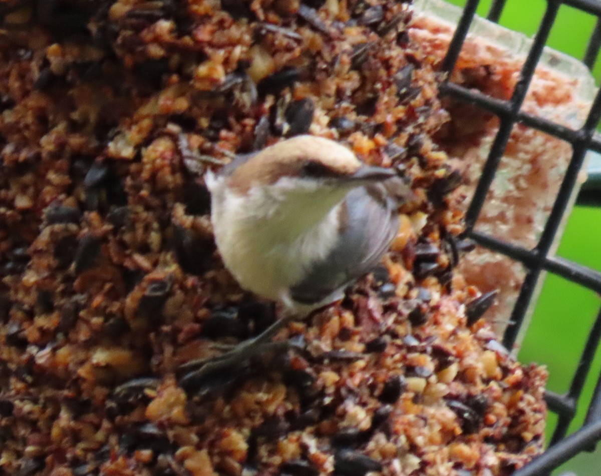 Brown-headed Nuthatch - ML618578478