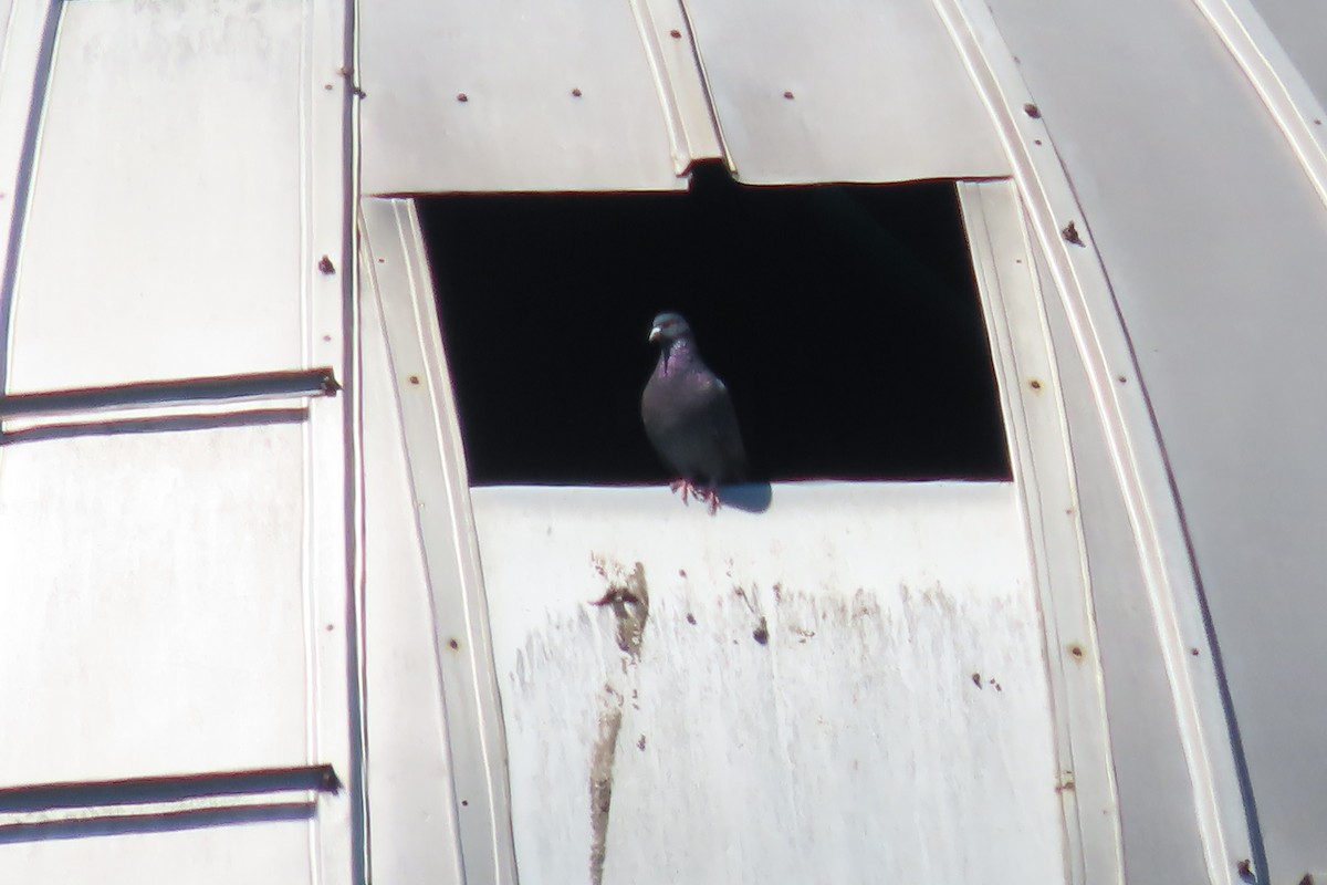 Rock Pigeon (Feral Pigeon) - Rebecca Giroux
