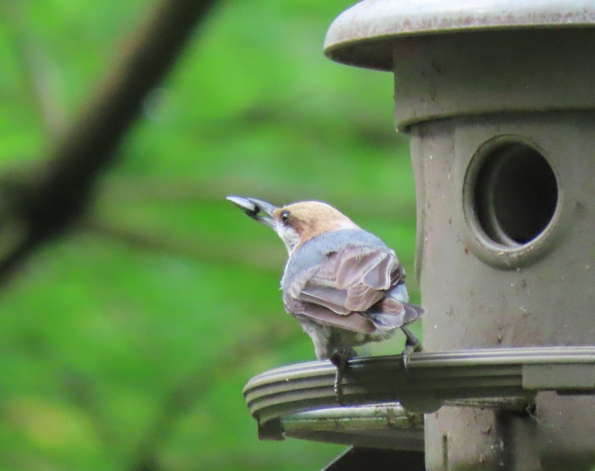 Brown-headed Nuthatch - ML618578497