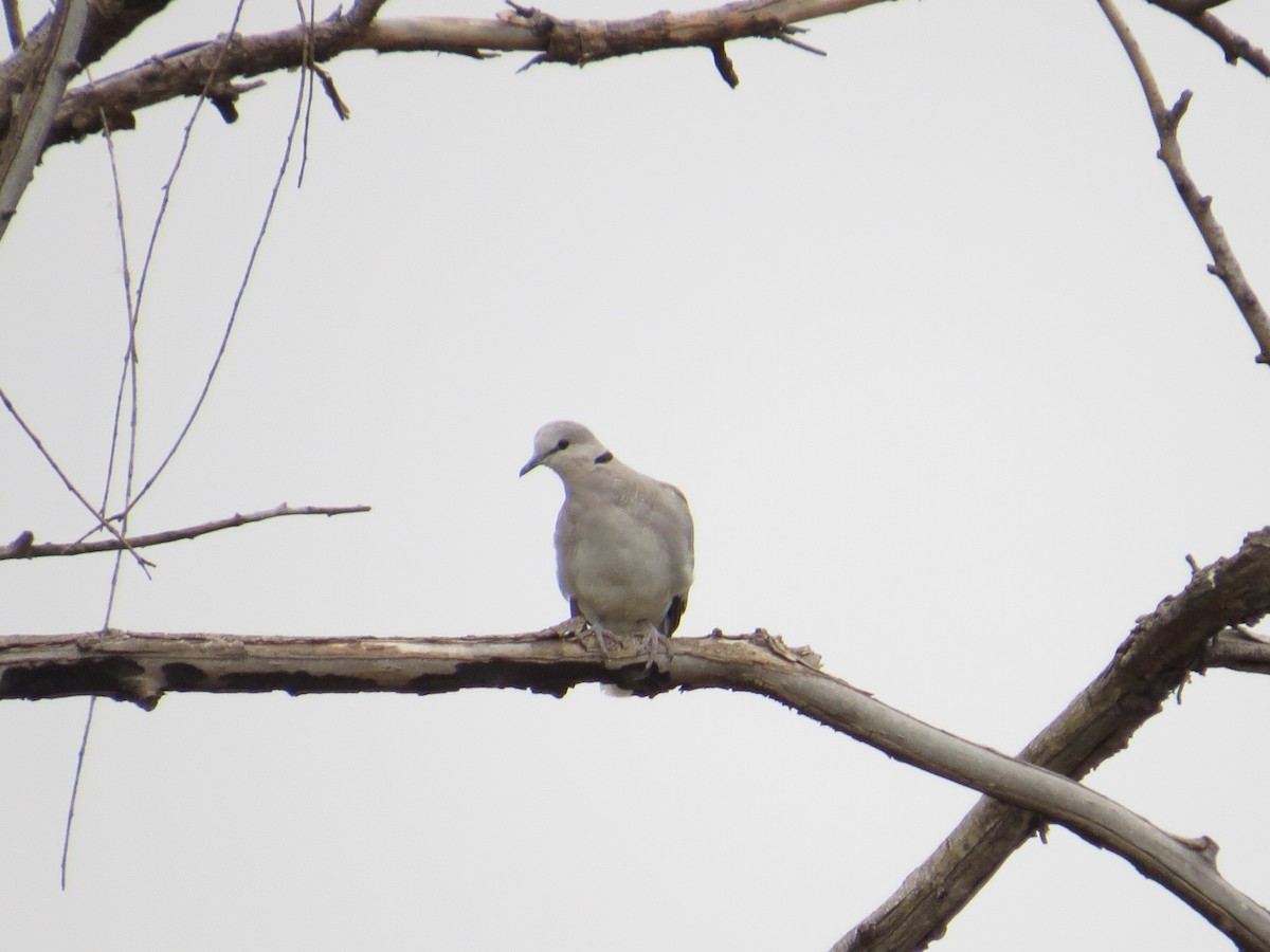 Ring-necked Dove - ML618578518