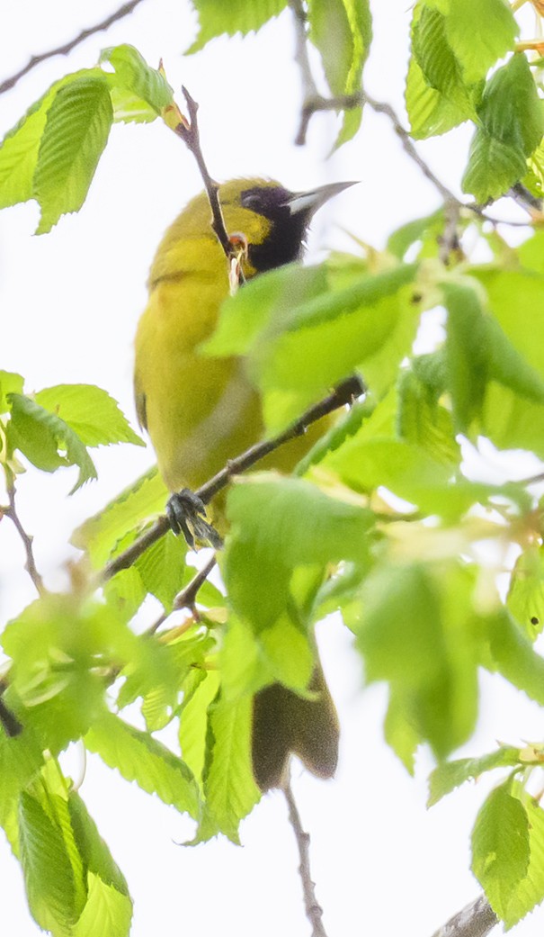 Orchard Oriole - ML618578580