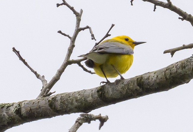 Prothonotary Warbler - Jocelyn  Anderson