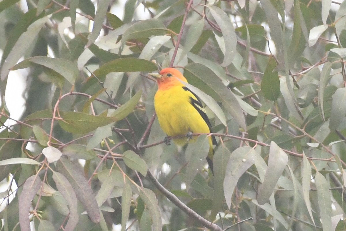 Western Tanager - ML618578594