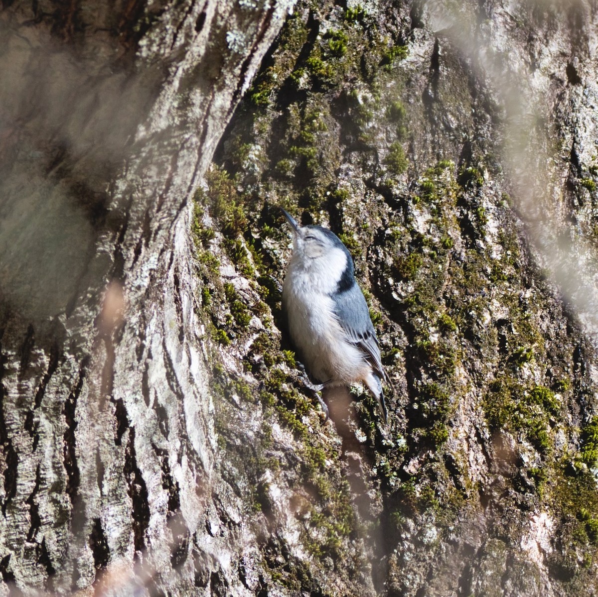 White-breasted Nuthatch - ML618578601