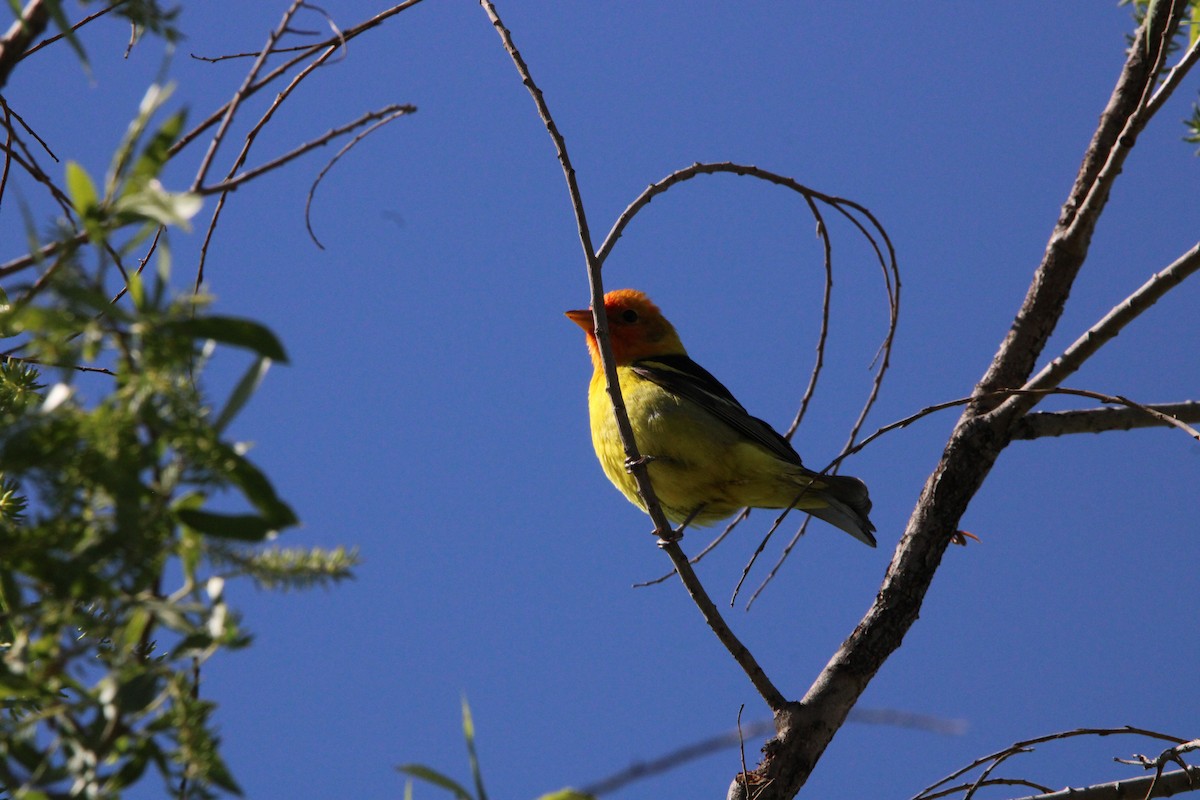 Western Tanager - ML618578647