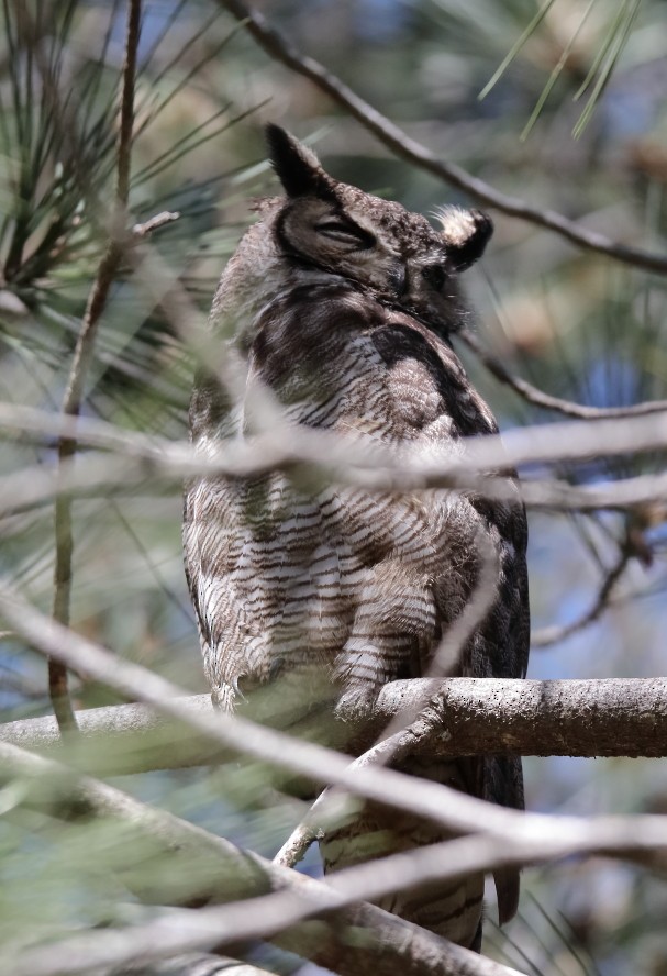 Great Horned Owl - ML618578670