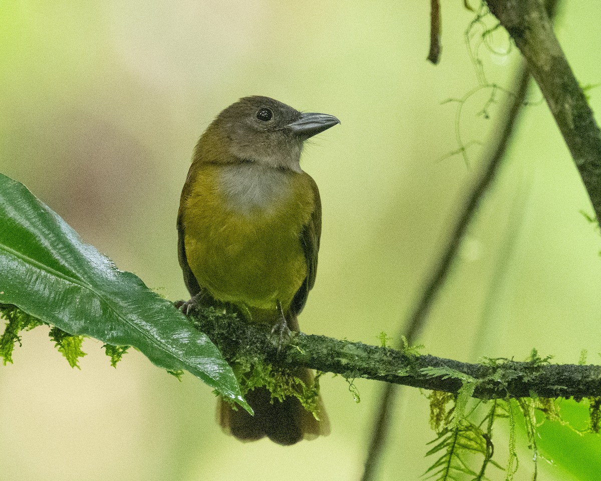 White-shouldered Tanager - ML618578671