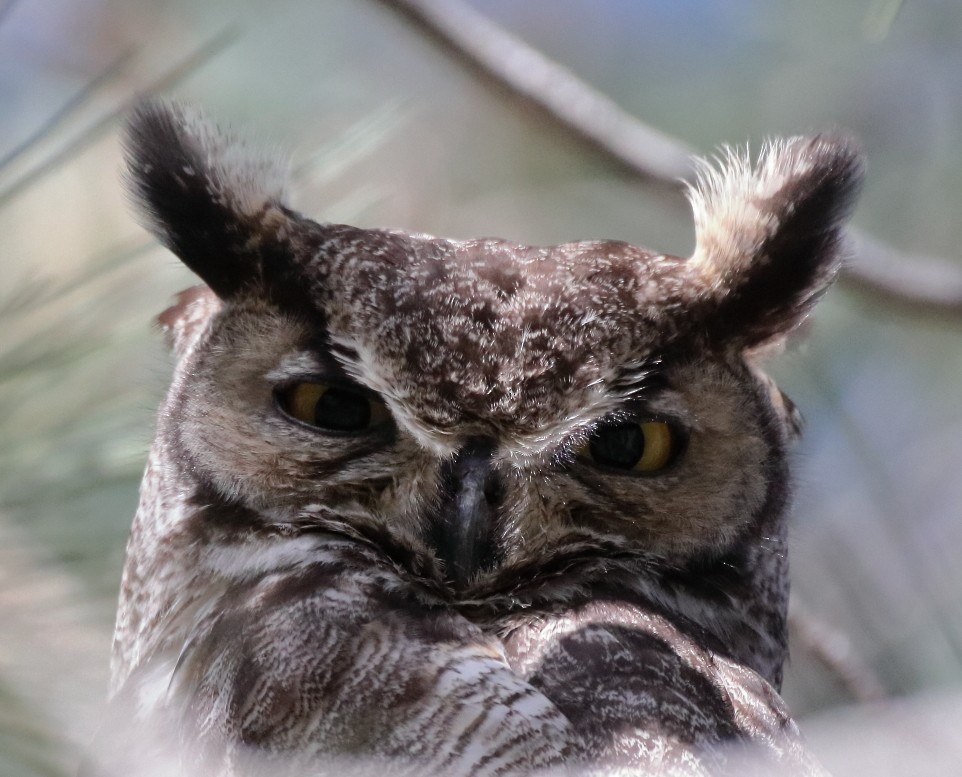 Great Horned Owl - ML618578676